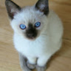 Meet your Posher, Tanya